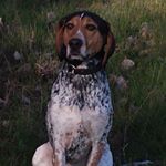 Profile Picture of Jameson Rudy the Coonhound (@jamiethecoonhound) on Instagram