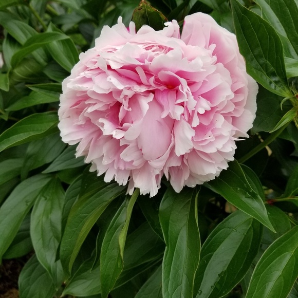 Profile Picture of Kelli Surendonk (@buneez1980) on Poshmark