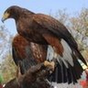 Profile Picture of Andre Russo (@AndreRusso724) on Youtube