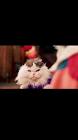 Profile Picture of   Ninja cat (@ninjacatkungfu)... (@ninjacatkungfu) on Tiktok