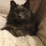 Profile Picture of Chrisandra Davis (@chrisandradavis) on Instagram