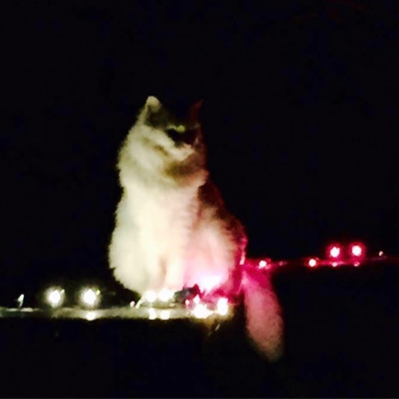 Profile Picture of Kim Cat (@kim_cat) on Poshmark