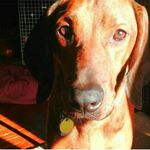 Profile Picture of Brandy The Redbone Coon Hound (@brandytheredbonecoonhound) on Instagram