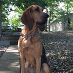 Profile Picture of Hazel_Eleanor_the_Bloodhound (@hazel_the_bloodhound) on Instagram
