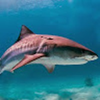 Profile Picture of Sam Jariwala (@sam-jariwala-4) on Quora