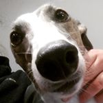 Profile Picture of Eva (@eva_beaver_greyhound) on Instagram