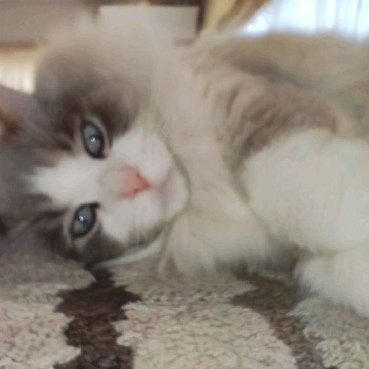 BrittneyStark - Tiktok Profile Picture of BrittneyStark (@imogemhivvg) on Tiktok