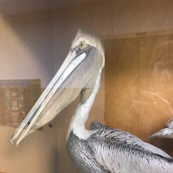 Profile Picture of Erik Foster (@elpelicano) on Poshmark