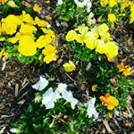 Profile Picture of Tori Grant (@the_rewilding_event) on Instagram