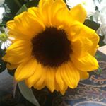 Profile Picture of Cindy Brigido (@mowry1210) on Instagram