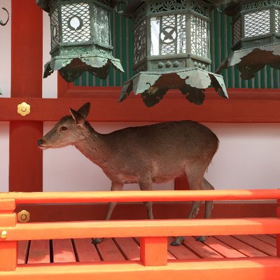 Profile Picture of Tom Yip トム・イップ (@TomYipHL) on Twitter