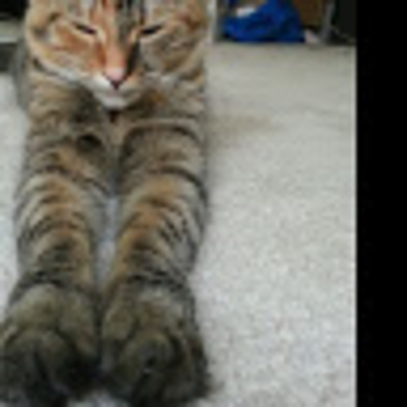 Profile Picture of Genesis Reyes (@genesisrey310) on Poshmark