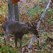 Profile Picture of Carson Long (@carsonlong2112) on Youtube