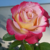 Profile Picture of Peggi Hoyt (@chisr4us) on Youtube