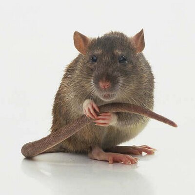 Profile Picture of Gary Rowden (@GSRowden) on Twitter