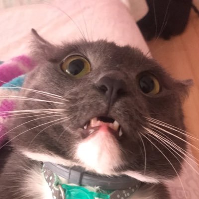 Profile Picture of Brandy Maya .___. (@Brandy__Maya) on Twitter