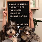 Profile Picture of Mandu and Ddangkong 🐶 (@mankong.doodle) on Instagram