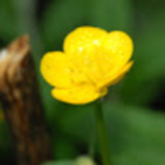 Profile Picture of Lucy Allen (@truby22) on Poshmark