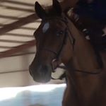 Profile Picture of Haley Deloach (@haleyequine) on Instagram