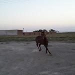 Profile Picture of АВАЕБ. БЕРДАХ (@avaeb.berdakh) on Instagram