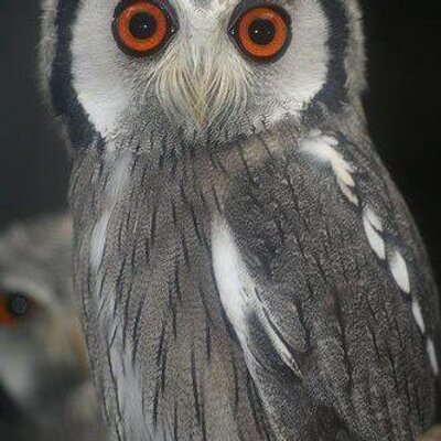 Profile Picture of Tamara Vance (@garftam) on Twitter