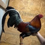 Profile Picture of Alex Havens (@alex.havens.2025) on Facebook