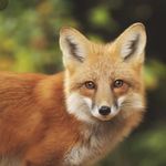 Profile Picture of ricardo geek de la silva (@rico_funko) on Instagram