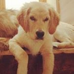 Profile Picture of George - Irish Therapy Dog (@gorgeousgoldengeorge_ireland) on Instagram