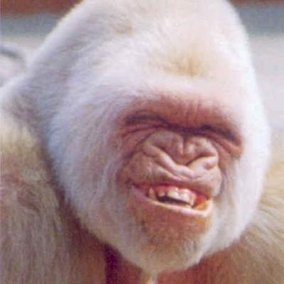 Profile Picture of Corey Mahoney (@fogo_gogo) on Twitter