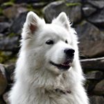 Profile Picture of Amanda_samoyed (@amanda_samoyed) on Instagram