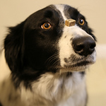 Peter Wang - Flickr Profile Picture of Peter Wang (@hsueh hsi wang) on Flickr