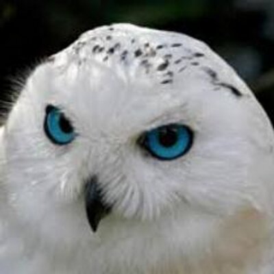 Profile Picture of LuIs MoYa (@luismoya32) on Twitter
