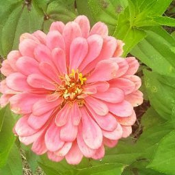 Profile Picture of Rae Adolphsen (@raeadolphsen) on Poshmark