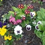 Profile Picture of Nancy DeCesare (@decesaren) on Instagram