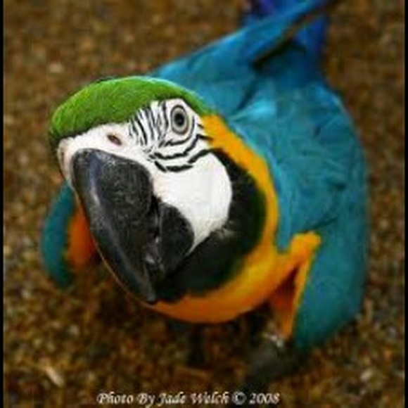 Profile Picture of Amy Luginbill (@amyluginbill) on Poshmark