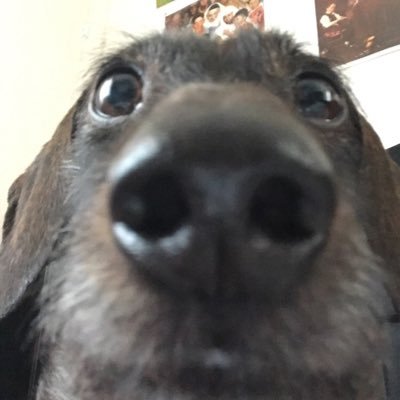 Profile Picture of Turd_Vandal (@NicholasRockwe6) on Twitter