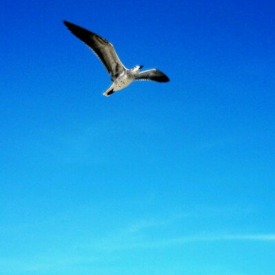 Profile Picture of Alberto Ayala (@al_ayalar) on Twitter