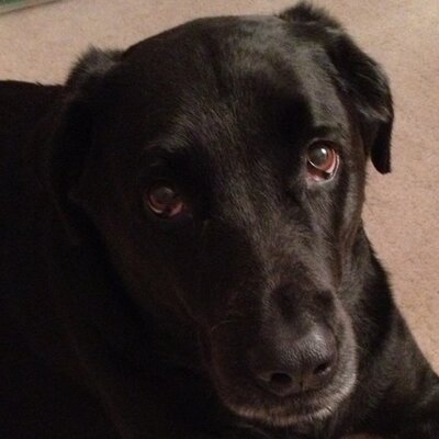 Profile Picture of Polly Misra (@pollymisra) on Twitter