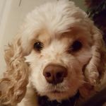 Profile Picture of Laura Rucinski Phillips (@fastrunner1009) on Instagram