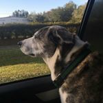 Profile Picture of Patrick Stahl (@pwillystahl) on Instagram