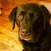 Profile Picture of John Shambaugh (@john.shambaugh.3) on Facebook