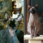 Profile Picture of Kim Wiles (@uma_and_shooba) on Instagram