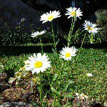 Profile Picture of Isabel Chirinos (@isabel_chirinos05) on Instagram