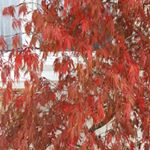 Profile Picture of Dominique Terrier-Ducotey (@terrierducotey) on Instagram