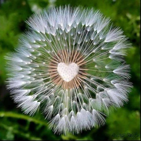 Profile Picture of Lisa Ippolito (@lippolito) on Poshmark