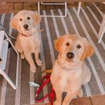 Profile Picture of Honey and Bailey 🐾 (@adventures_of_honey_and_bailey) on Instagram