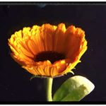 Erica Marshall - Instagram Profile Picture of Erica Marshall (@official_ericaphotography18446) on Instagram