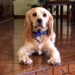 Bobby Ignacio 🐶 - Instagram Profile Picture of Bobby Ignacio 🐶 (@bobbyrubionatural) on Instagram