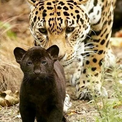 Profile Picture of Jose Omar Garcia Aguiar (@JoseOma48168428) on Twitter