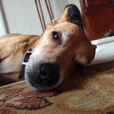 Profile Picture of Steve Bothamley (@SteveBothamley) on Twitter